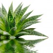 ¿Cómo es la planta de Aloe Vera o Sábila?