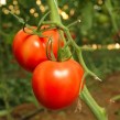 ¿Cómo extraer la semilla de un tomate?