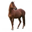 ¿Cómo se llaman las partes más comunes de un caballo?