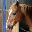 ¿Cuándo se celebra el FEI Campeonato de Europa de Salto de Obstáculos?