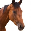 Cuidados del caballo (II): soltarlo en el prado