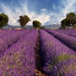 La Lavanda