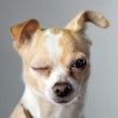 Razas de perros: el Chihuahua