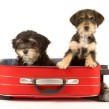 Razas de perros: el Samoyedo