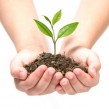 Un horno en nuestra huerta: pan ecológico