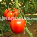 ¿Cómo extraer la semilla de un tomate?