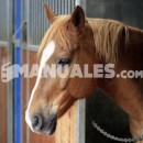 ¿Cuándo se celebra el FEI Campeonato de Europa de Salto de Obstáculos?