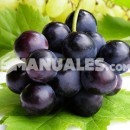 Exportación de uva en Argentina