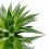 Ver manual de ¿Cómo es la planta de Aloe Vera o Sábila?