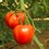 Ver manual de ¿Cómo extraer la semilla de un tomate?