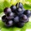 Ver manual de Exportación de uva en Argentina