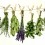 Ver manual de La menta y sus usos como planta medicinal
