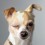 Ver manual de Razas de perros: el Dogo Argentino