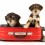 Ver manual de Razas de perros: el Samoyedo